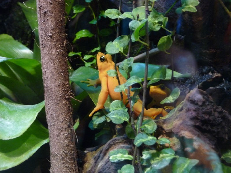 Golden Frog.JPG